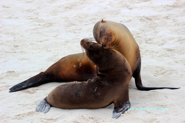 mother and baby sea lion