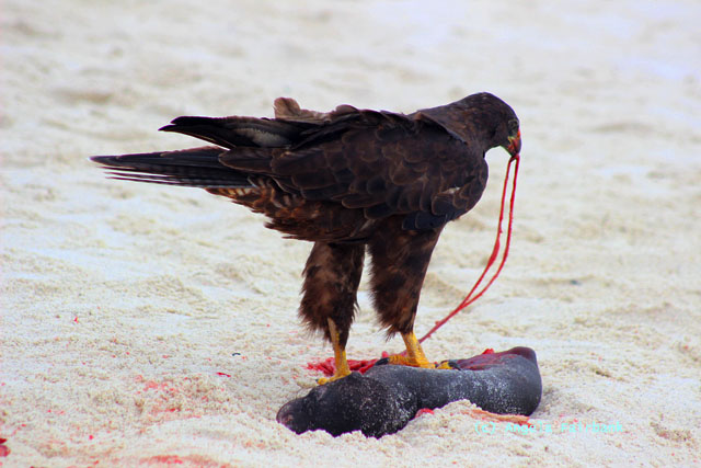 galapagos hawk eating dead baby sea lion