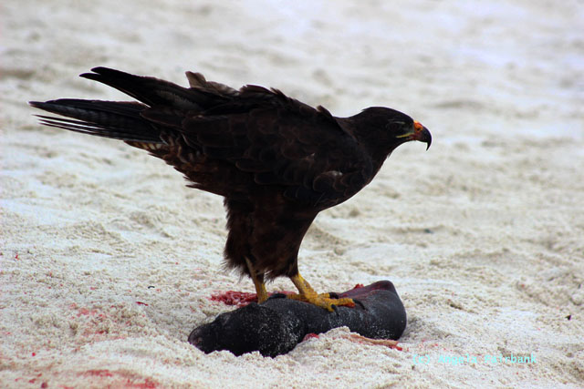 galapagos hawk eating dead baby sea lion