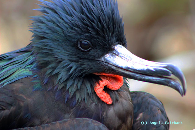 frigatebird