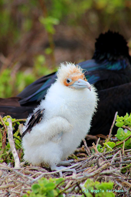 frigate chick