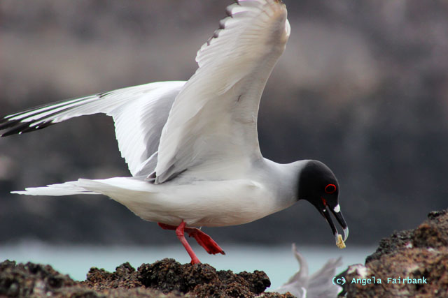 swallow-tail gull