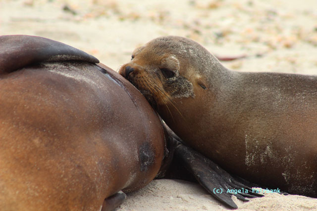 sea lion with pup