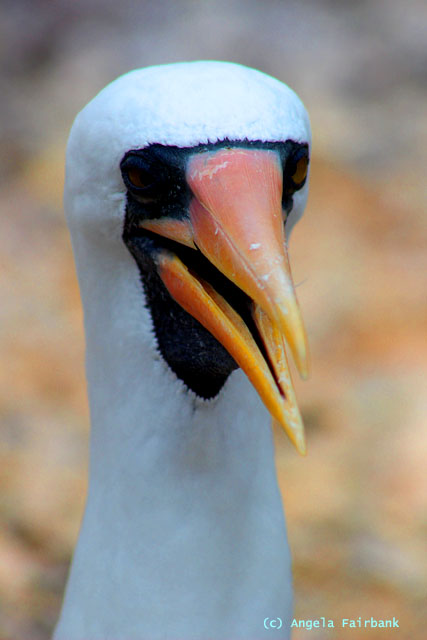 nazca booby