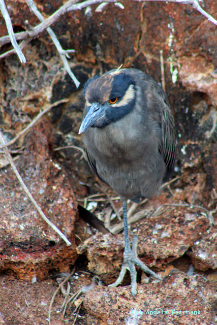 yellow-necked night heron