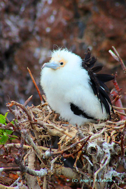 frigate chick