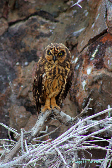 short-eared owl