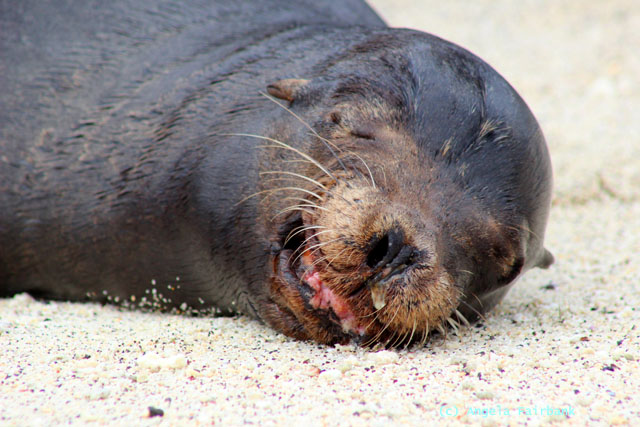 male sea lion