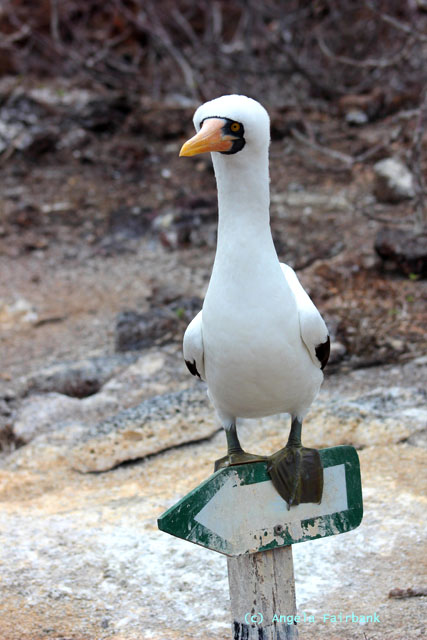 nazca booby on an arrow sign