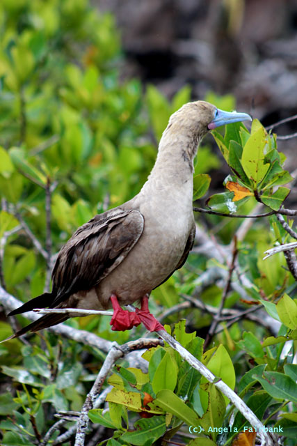 red-footed booby