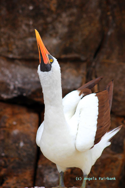 nazca booby whistling