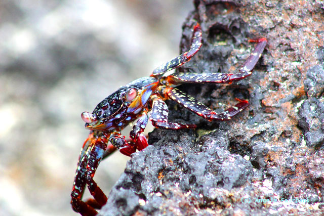 sally lightfoot crab