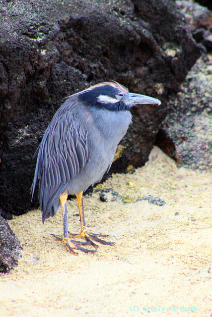 night heron