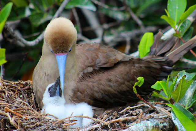 red-footed booby with chick
