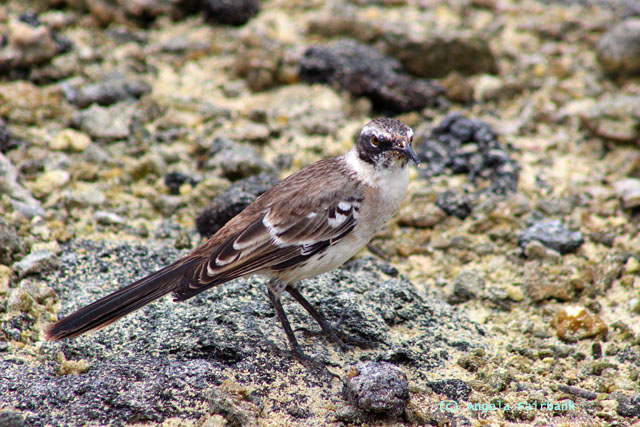 mockingbird
