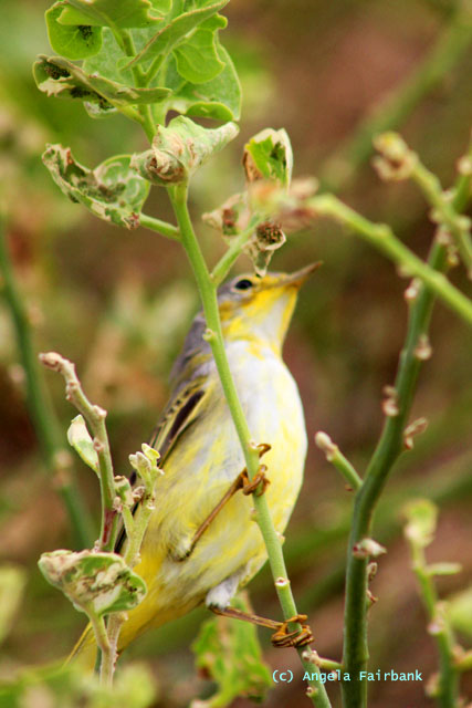 yellow warbler