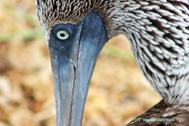blue-footed booby detail