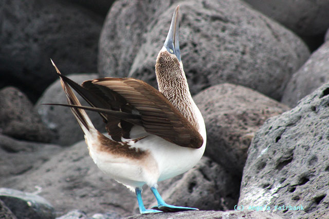 blue-footed booby in mating mode