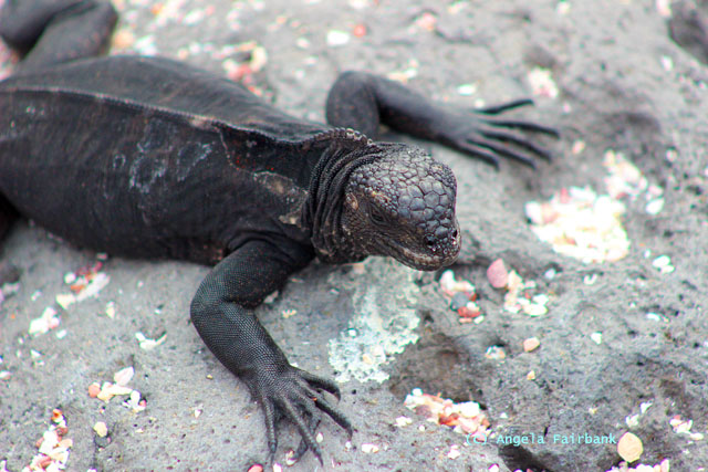 marine iguana