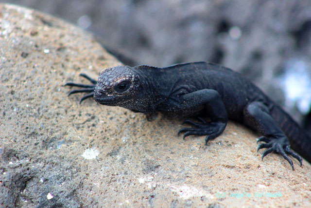 baby marine iguana