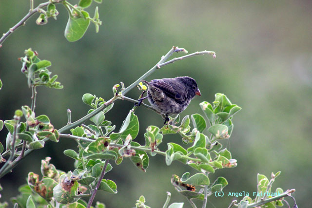 finch