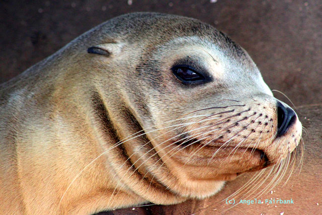 sea lion face