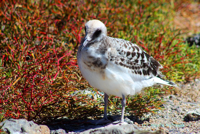 juvenile swallow tail gull