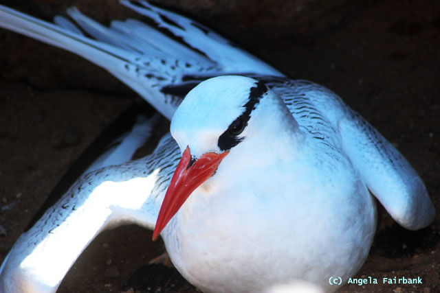 tropic bird