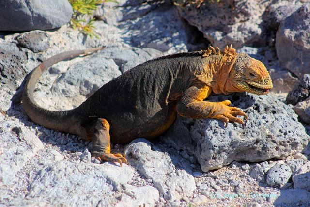 land iguana