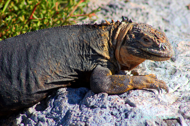 land iguana