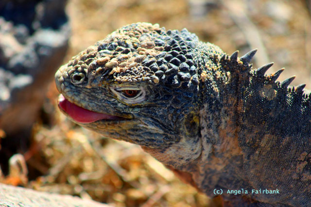 land iguana