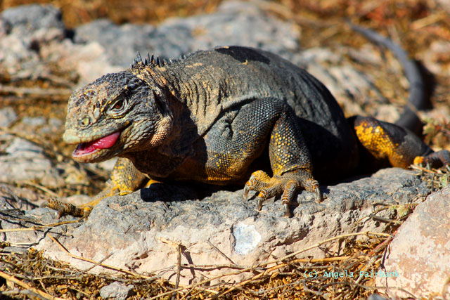 land iguana