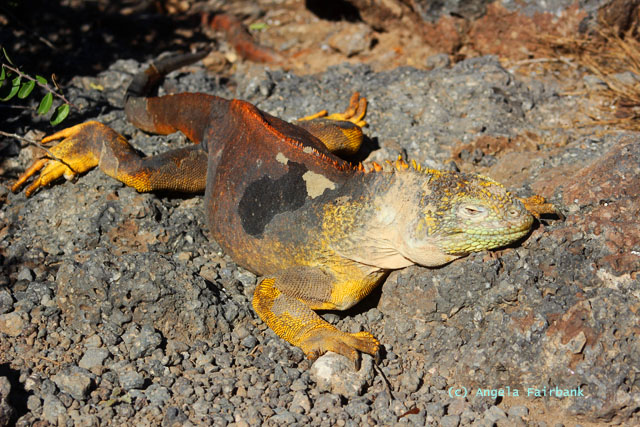 land iguana
