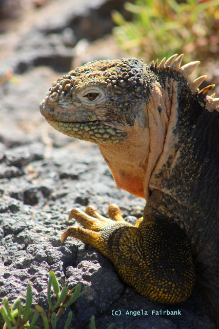 land iguana