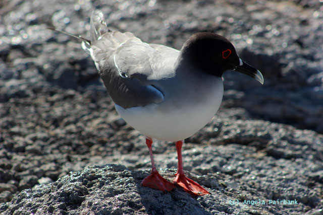 swallow tail gull