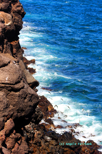 cliff birds