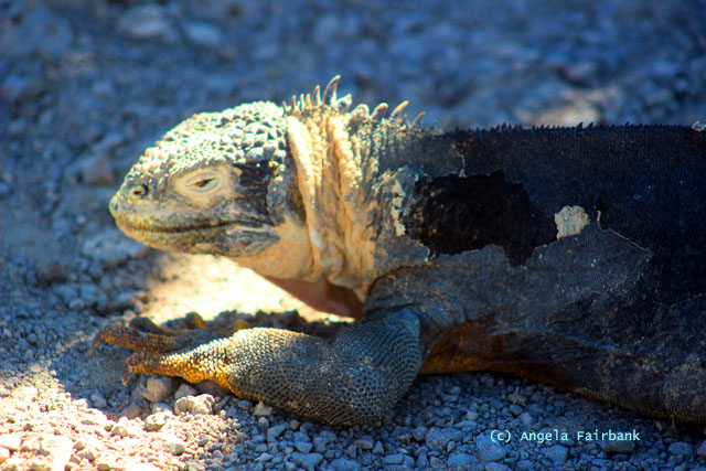 land iguana