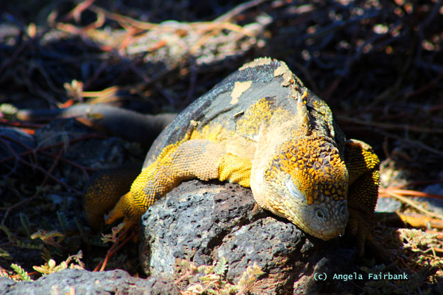 land iguana