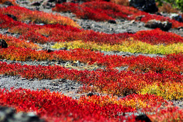 landscape of succulants