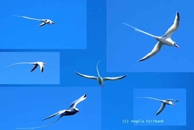 tropic bird in flight
