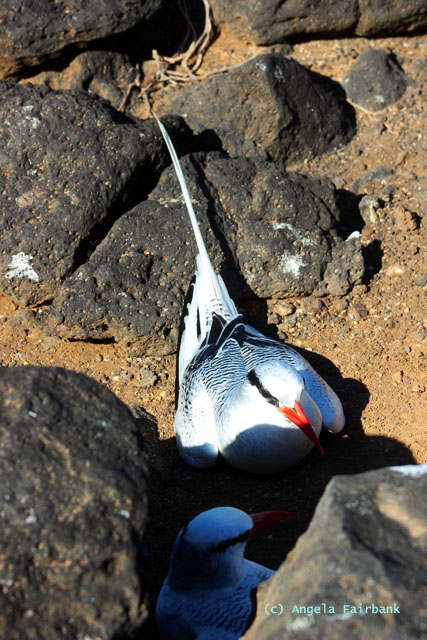tropic bird pair-2