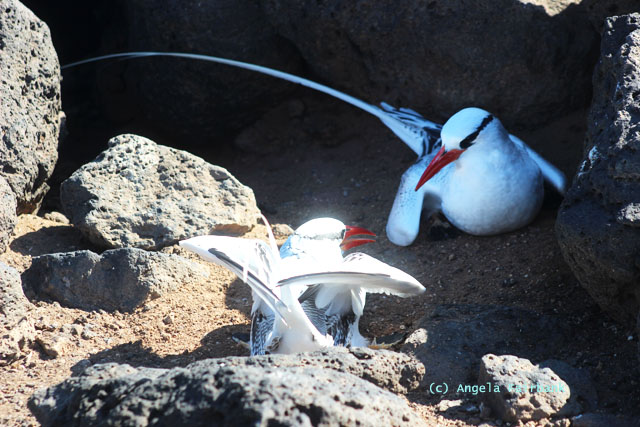 tropic bird pair-1
