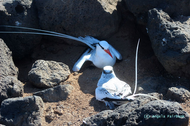 tropic bird pair-3