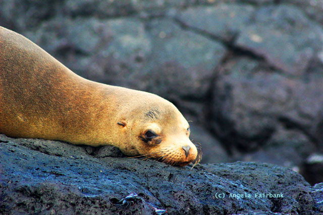 sea lion