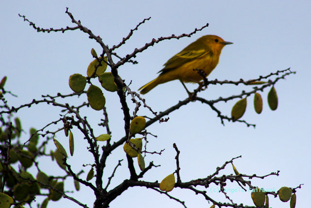 male yellow warbler