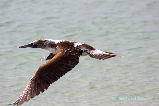 blue-footed booby flying over the water