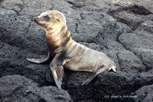sea lion pup