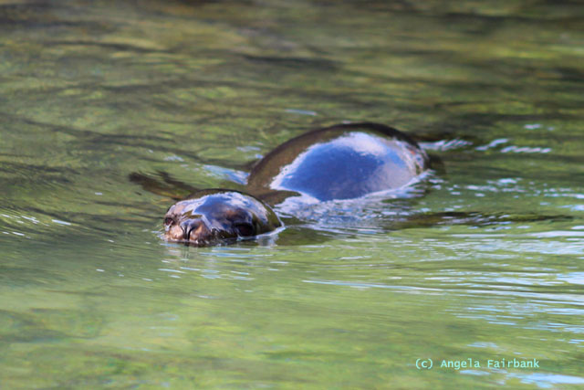 sea lion pup in the water