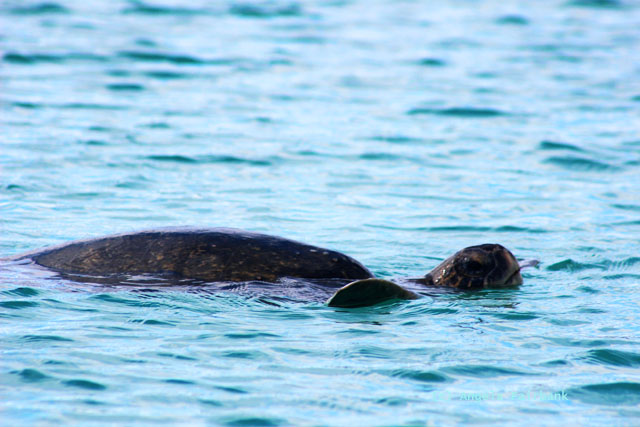 sea turtle