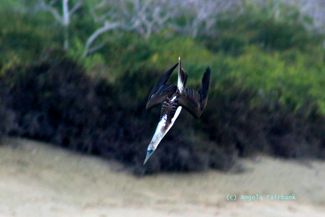 blue-footed booby diving